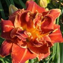 Daylily-Holiday-Party-2-1.jpg