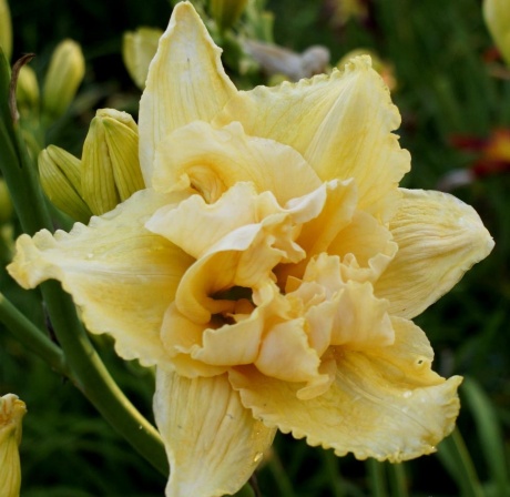 Daylily-Judy‘s-Penthouse-Double-2.jpg