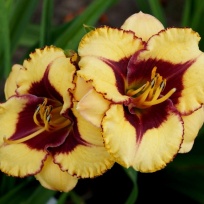 daylily-Broadway-Diva-2-2.jpg