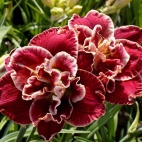 daylily-Amanda‘s-Little-Red-Shoes-1.jpg