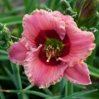 Daylily-Broadway-Sparkler-3.jpg