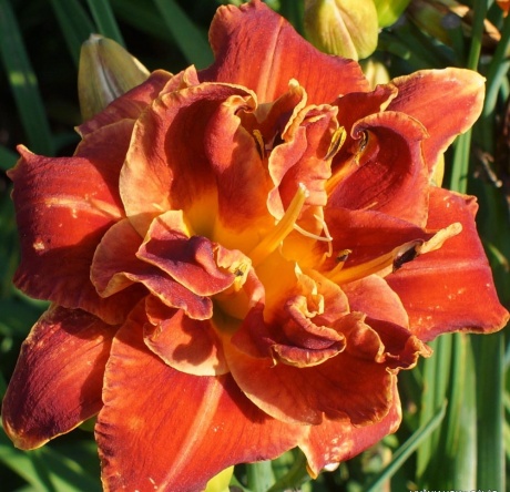Daylily-Holiday-Party-2-1.jpg