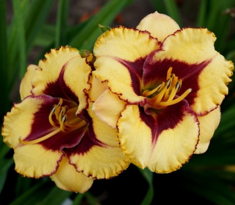 daylily-Broadway-Diva-2-2.jpg