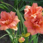 daylily-Double-Dribble-2.jpg