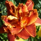 Daylily-Holiday-Party-1.jpg
