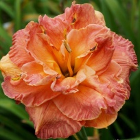Daylily-Martian-Sunset-4.jpg