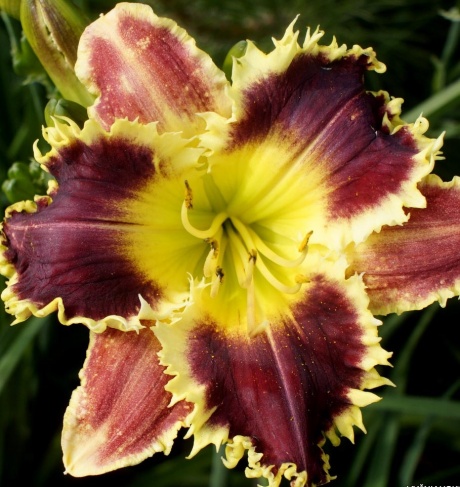 Daylily-Cloud-of-Butterflies-1.jpg