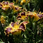 Daylily-Cloud-of-Butterflies-3.jpg