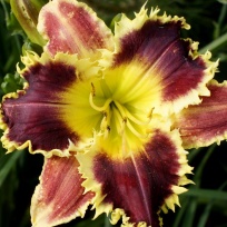 Daylily-Cloud-of-Butterflies-1.jpg