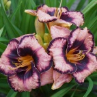 Hemerocallis-Adamas-1.jpg