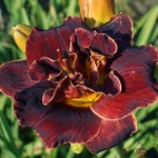 Daylily-night-embers-2.jpg