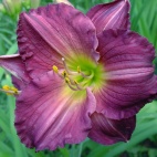 purple woters 1.jpg