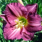 Purple woters 2.jpg