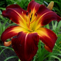Daylily-Ruby-Spider-4.jpg