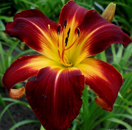 Daylily-Ruby-Spider-4.jpg