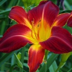 rubyspiderdaylily.jpg