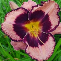 Cherry cream 10738.jpg