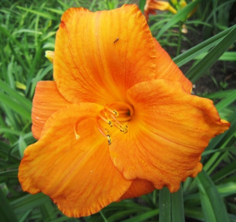 orange wonder.jpg
