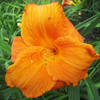 orange wonder.jpg