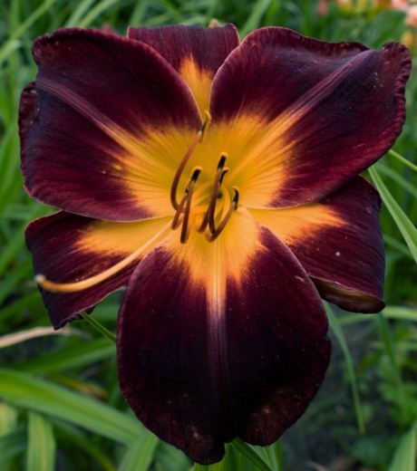 persian Ruby 2.jpg