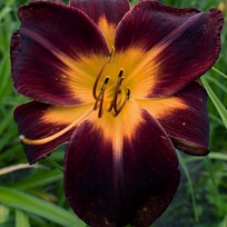 persian Ruby 2.jpg