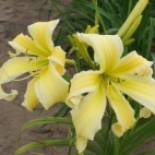 daylily-Heavenly-Flight-of-Angels-400x400.jpg