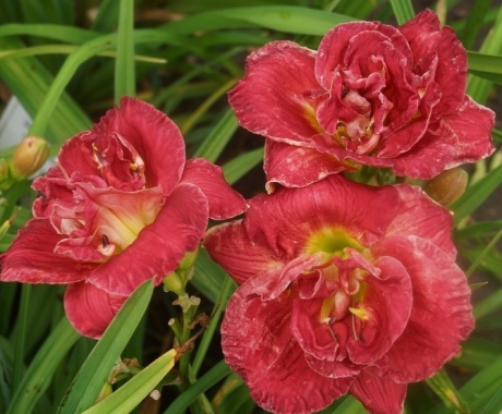 daylily-Rose-Storm-1.jpg
