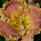 daylily-Fine-French-Porcelain-3.jpg