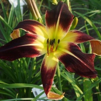 Daylily-Scarlet-Pimpernel.jpg