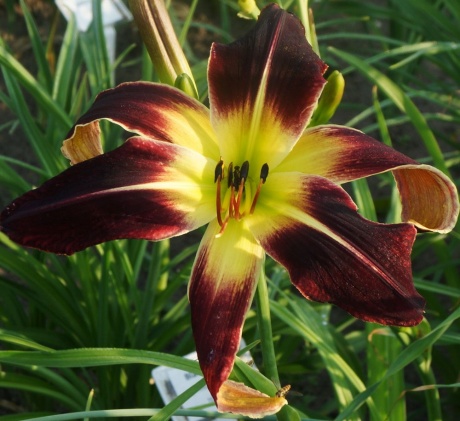 Daylily-Scarlet-Pimpernel.jpg