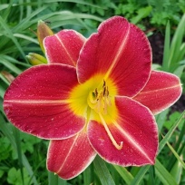 Red beauty 10609.jpg
