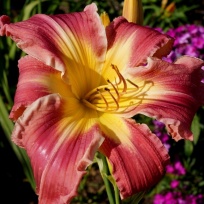 daylily-Papa-Goose-1.jpg