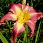 daylily-Papa-Goose-4.jpg
