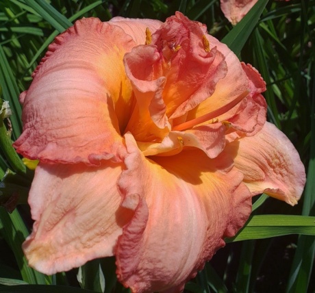 Rose majestic 12036.jpg