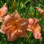 Rose majestic 12039.jpg