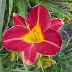 Red beauty 10607.jpg