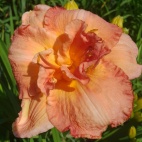 Rose majestic 12037.jpg