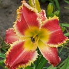 daylily-The-Orthodontist-2-1.jpg