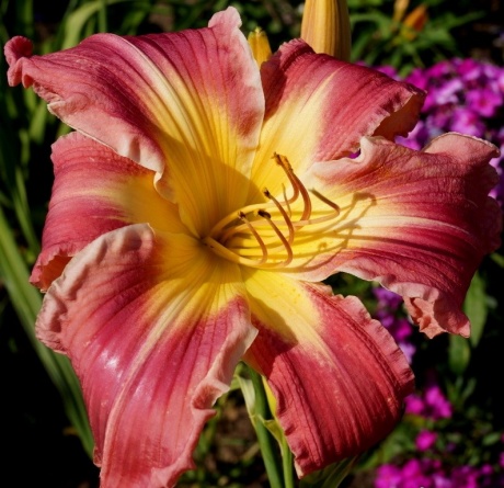 daylily-Papa-Goose-1.jpg