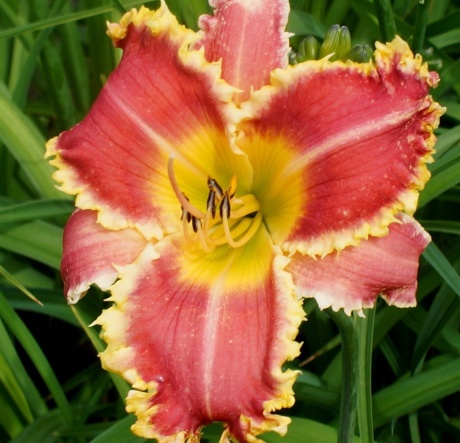 daylily-The-Orthodontist-4.jpg