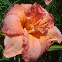 Rose majestic 12036.jpg