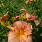 Rose majestic 12038.jpg