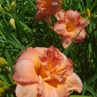 Rose majestic 12040.jpg