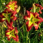 Crimson-And-Clover-3-1.jpg