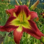 daylily-Crimson-And-Clover-2-2.jpg