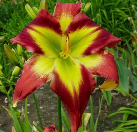 daylily-Crimson-And-Clover-6.jpg