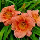 Daylily-Siloam-Little-Girl-2-1.jpg