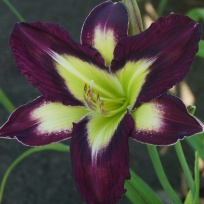 Daylily-Apatura-Evening-Picnic.jpg