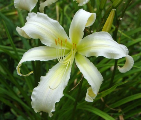 HEAVENLY_SNOW_WHITE_618.jpg