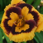 Hemerocallis-Deep-Impact-2.jpg